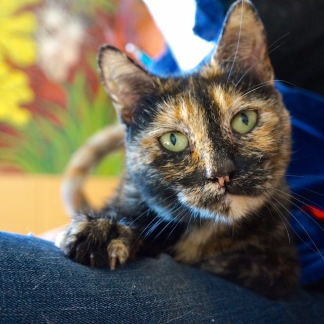 Available cat at OAS