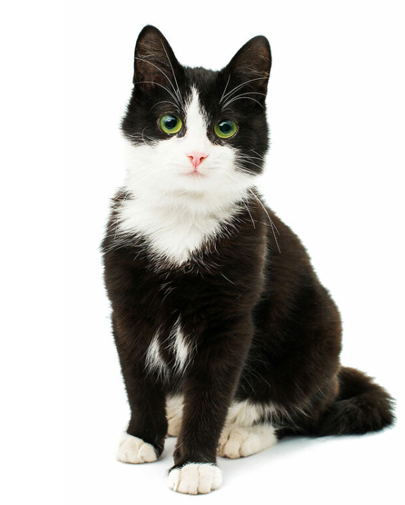 lost cat