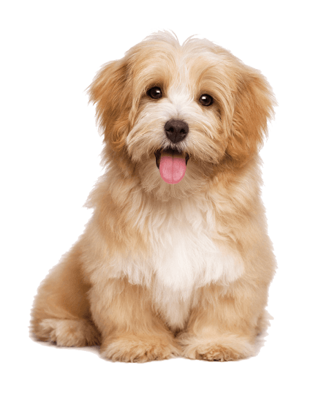 lost dog