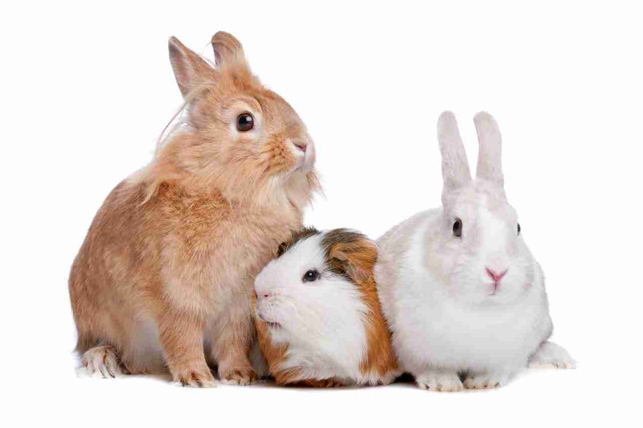lost rabbit or other animal