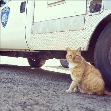 Dragon, beloved leader of a small feral cat colony cared for by OAS staff & volunteers.
