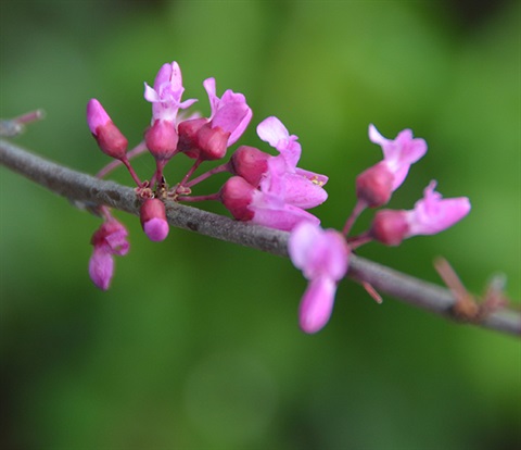 Close up image of Cercis occidentalis (western redbud) flowers